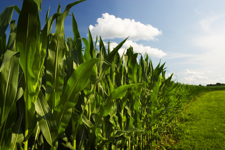 A healthy corn field 